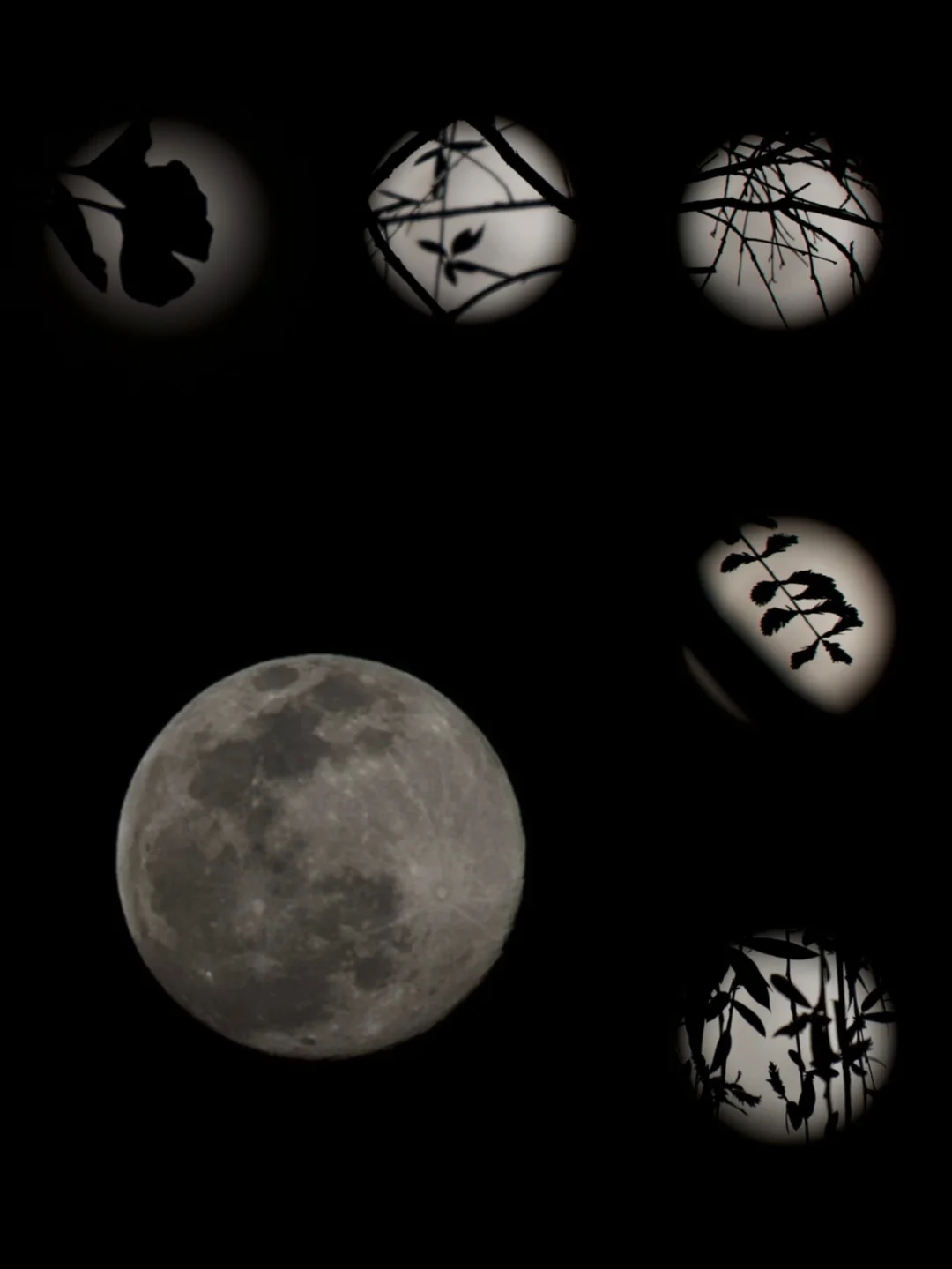 月上春梢头🌕尼康直出