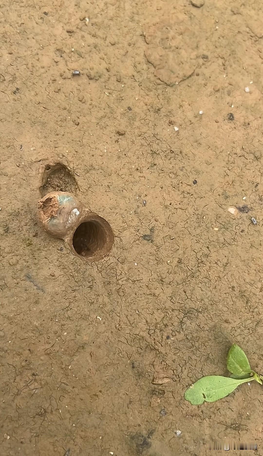 我敢说，没有几个人能念出这俩字:螲蟷

我也是刚刚才知道，有这样一种蜘蛛，会挖一