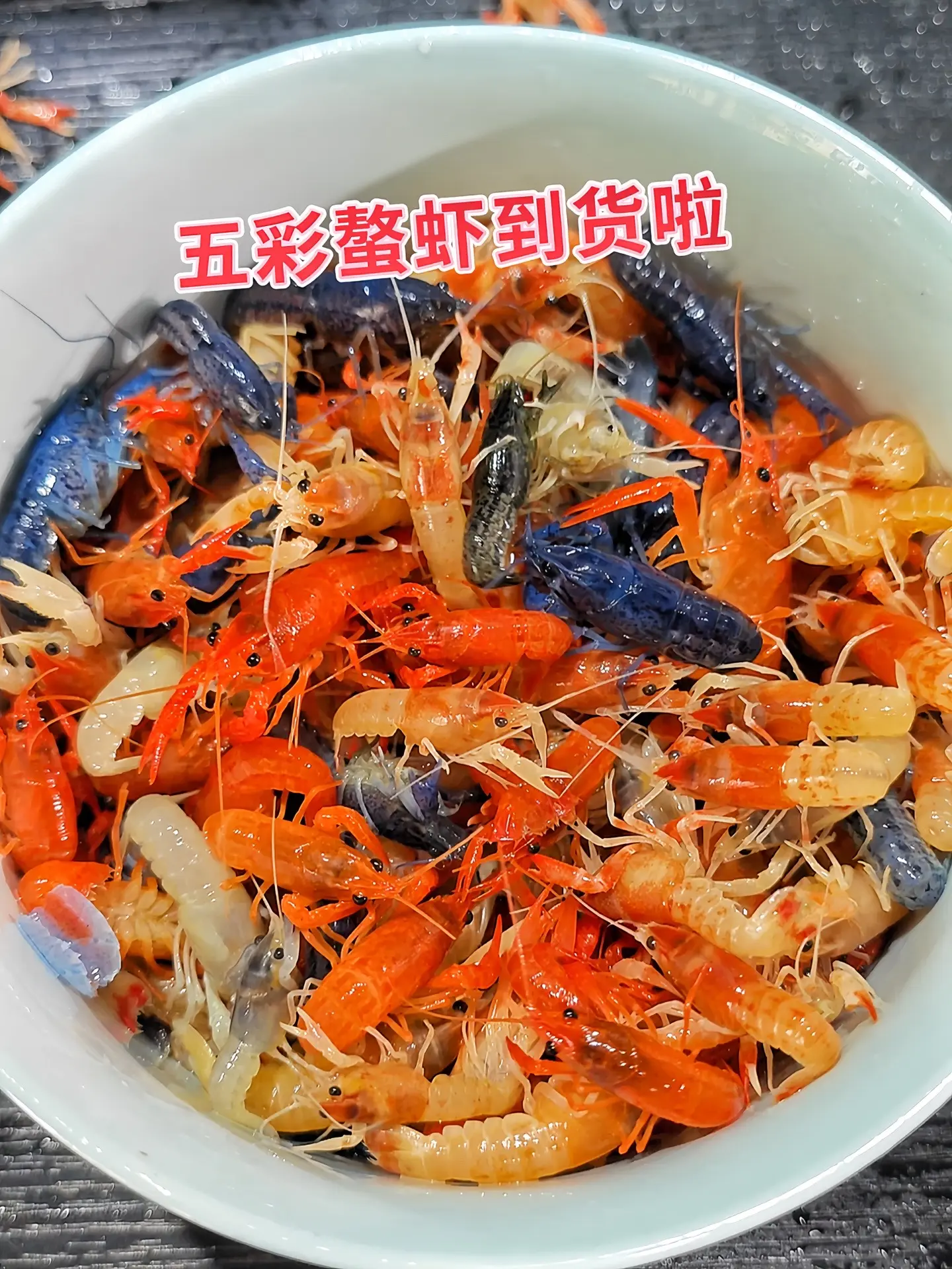 增添观赏性：螯虾体态独特，色彩多样，如天空蓝魔虾的蓝色，使鱼缸景观更丰...