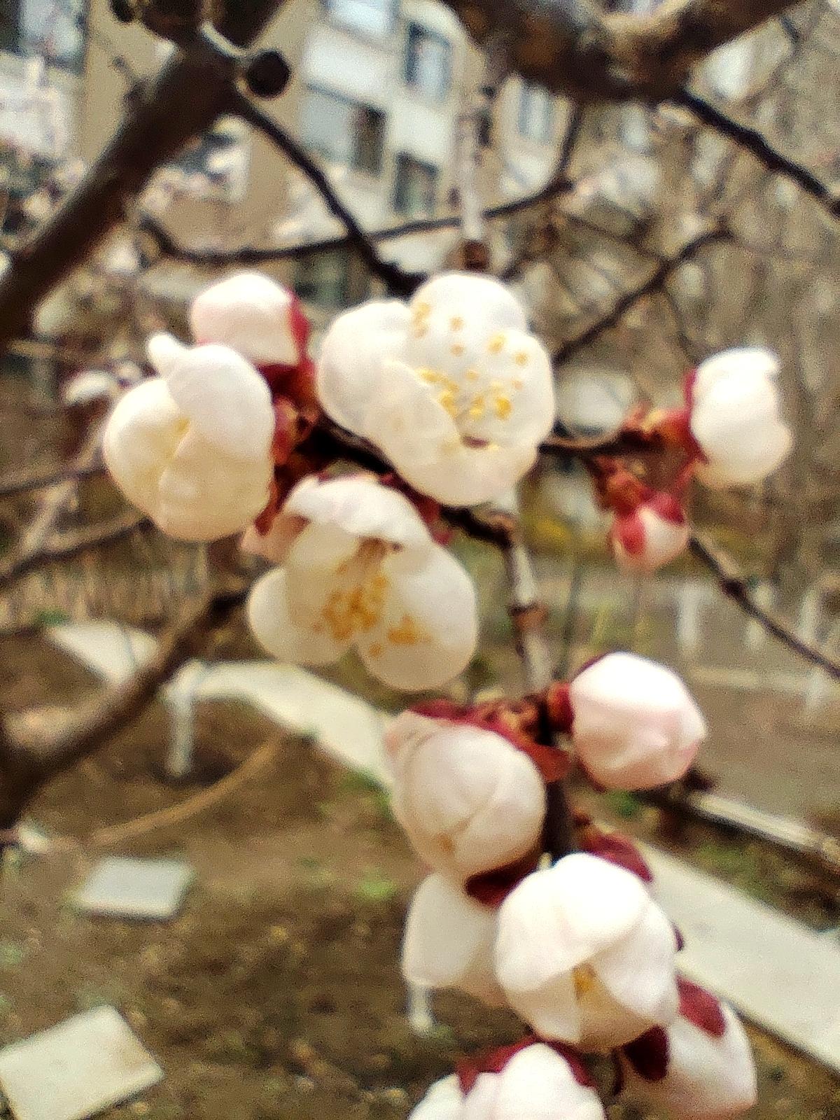 杏树开花别样美
    不经意间，沈阳一居民小区的杏花开了。花形美丽，花色洁白，