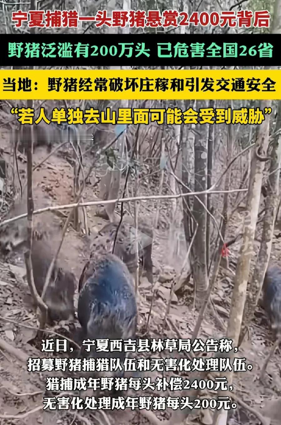 西吉县，招募野猪赏金猎人，出资78万元，捕猎300头野猪，抓住一头2400元，掩