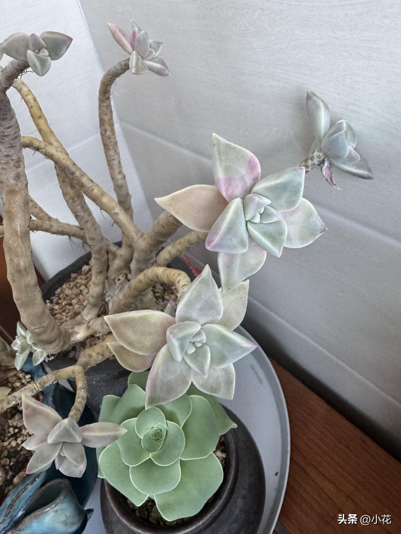 多肉胧月，这名字一听就自带诗意。虽说它被归为“大普货”，可在我心里，它的美独一无