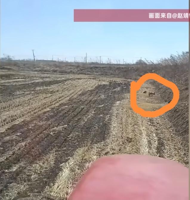 狐狸在你家稻田安营扎寨，是你家的福气，附近的老鼠都吃得干干净净了。黑龙江一大哥去