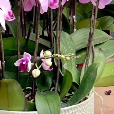 种植蝴蝶兰的方法1、温度环境：蝴蝶兰适宜生长的温度范围在15℃-28℃，在这个温