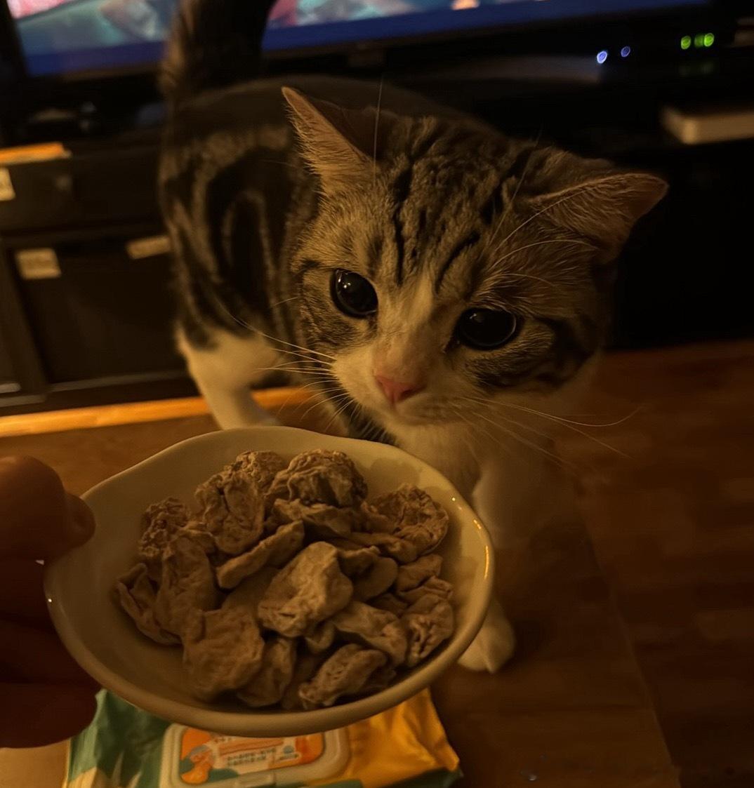 他这猫真的萌的钥匙 
