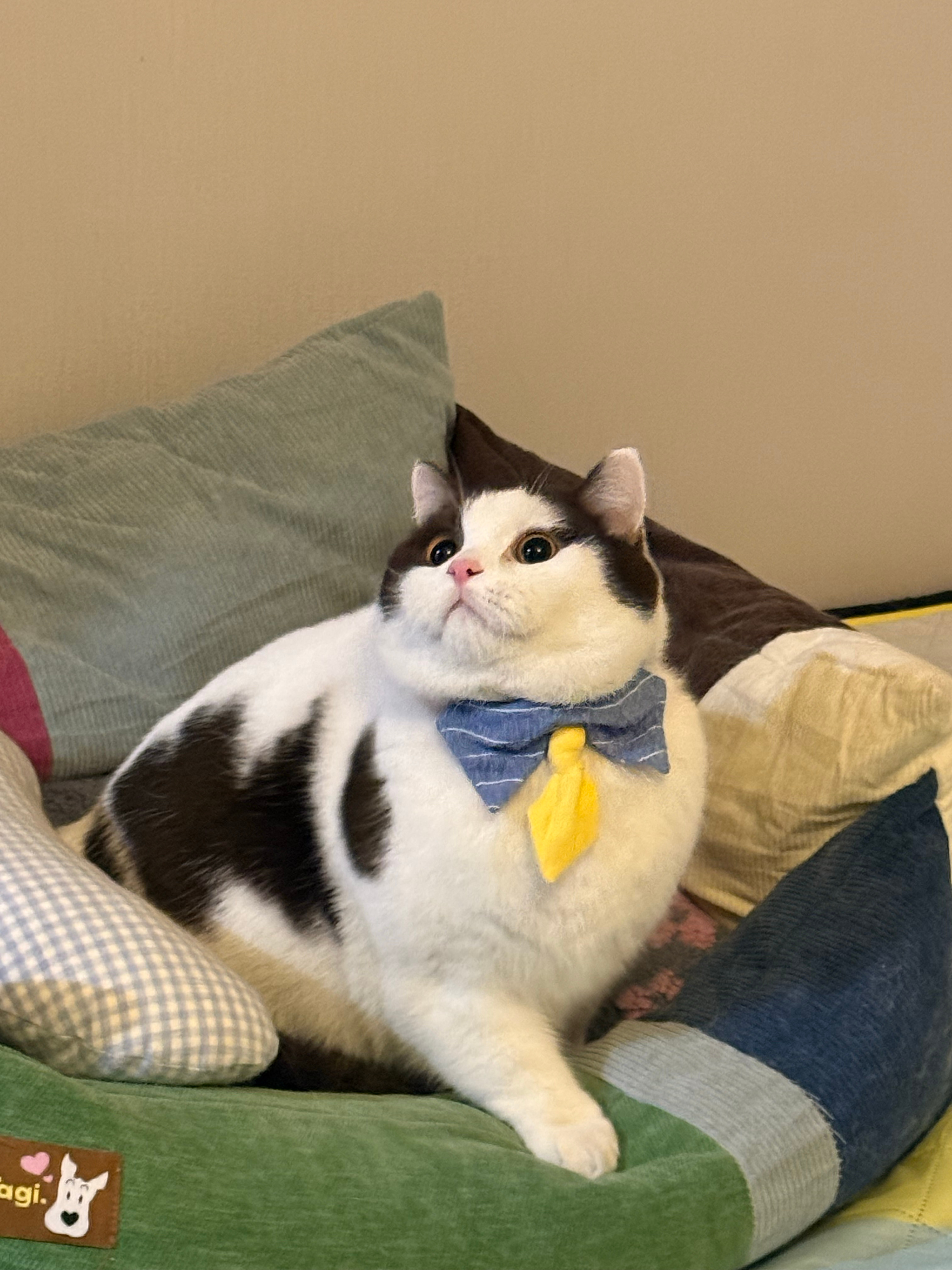 今天是小绅士和小公主（朋友给他们买的小领结太可爱了） 