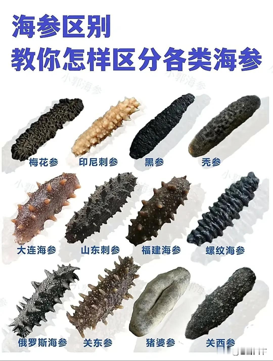 各地海参