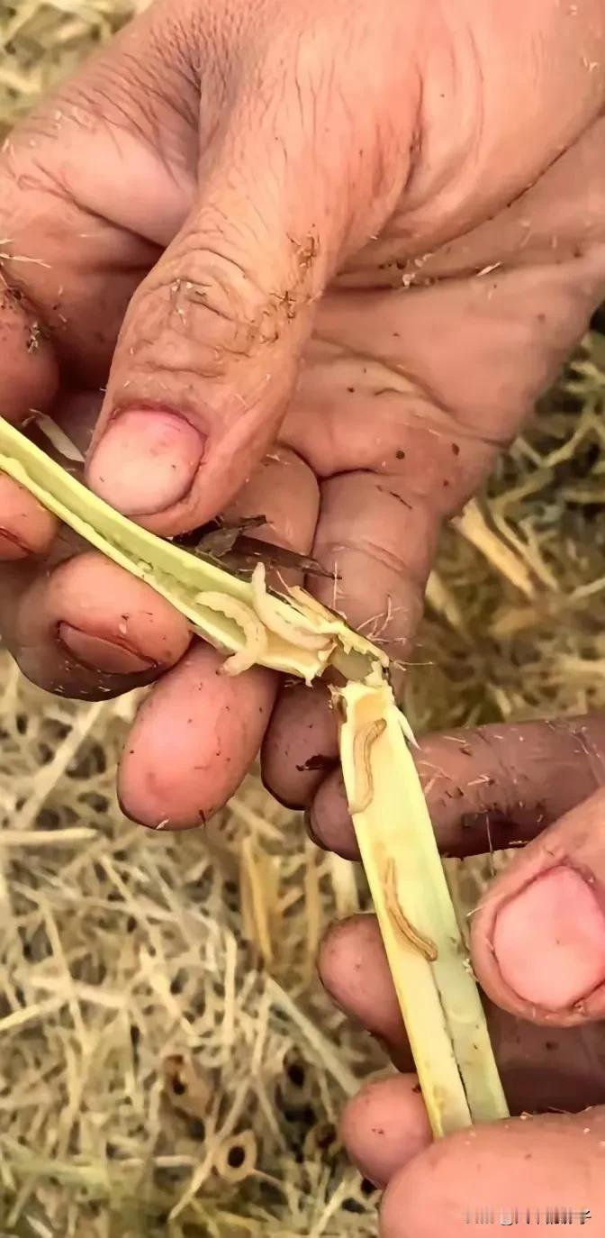 专家说焚烧秸秆污染环境，中国几千年来都是这样做的啊，怎么现在开始污染环境了？
 