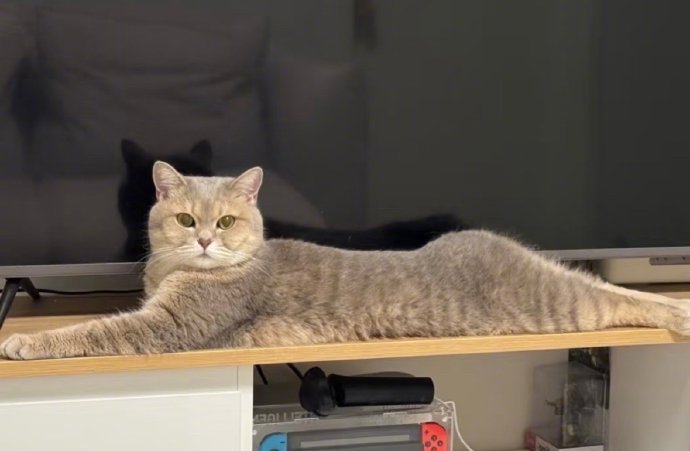 怀疑小猫在家偷偷练臀