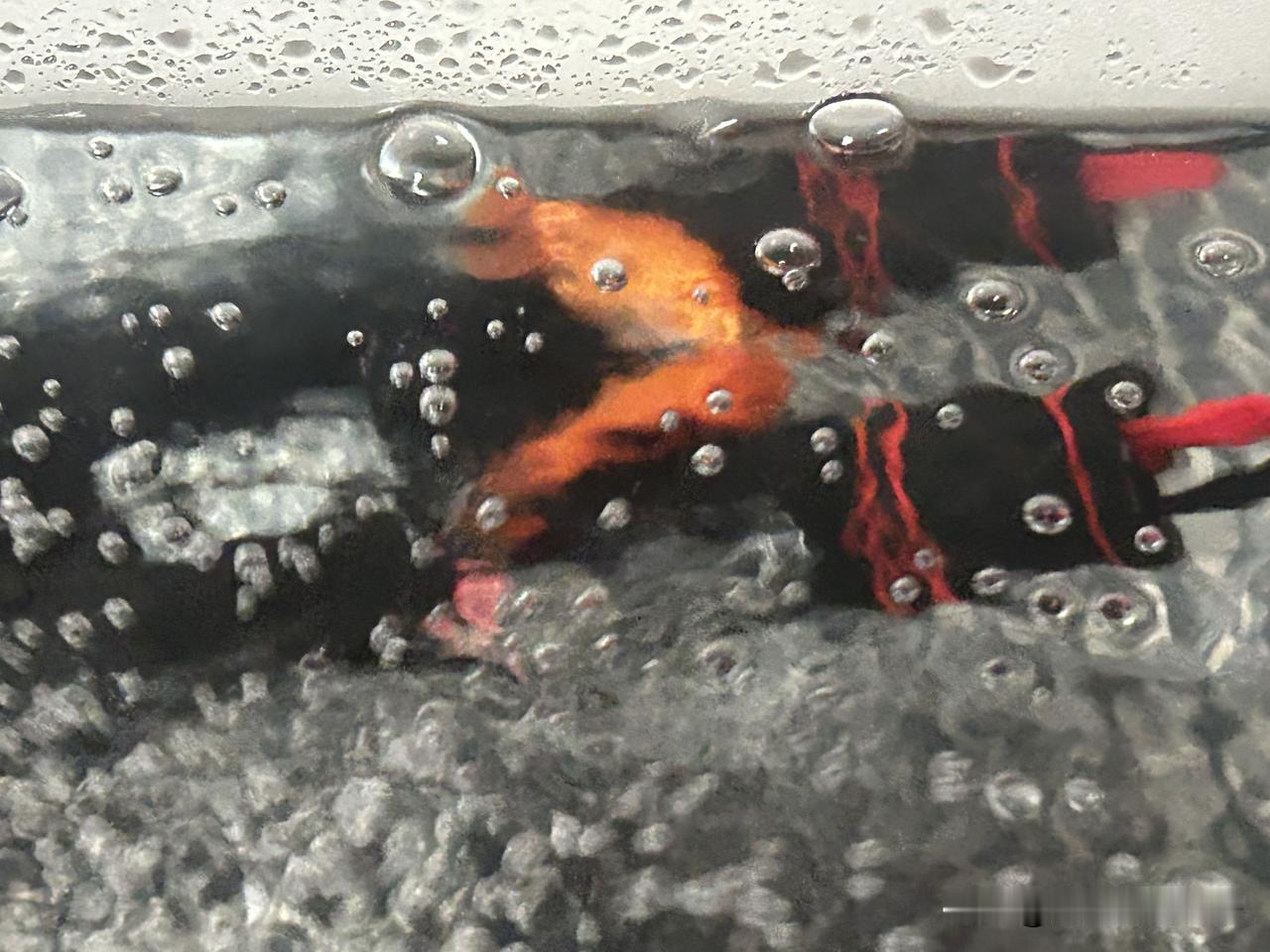 一个星期刚过，三个鱼宝宝都死翘翘了！

十一假期还没结束，养了一周的小鱼还是没能