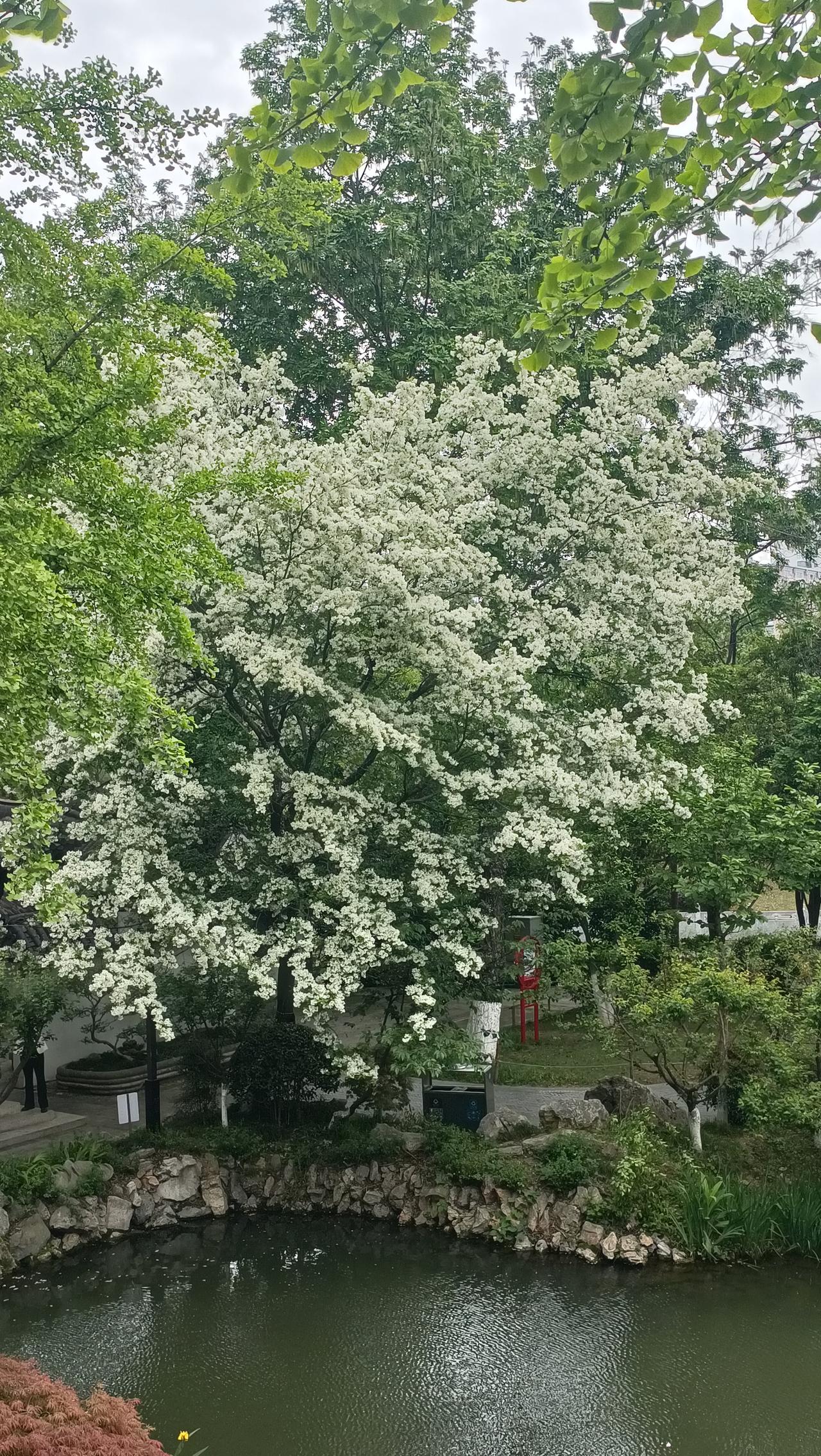 荆门城区内唯一的流苏就在龙泉公园。初见流苏花，才懂白流苏之名，本就	
为高雅与纯