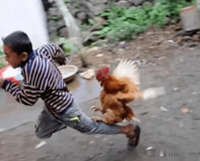 公鸡🐓心想：
冲动是魔鬼，否则变美味。
鸡生若重来，低调不后悔。
[呲牙][呲