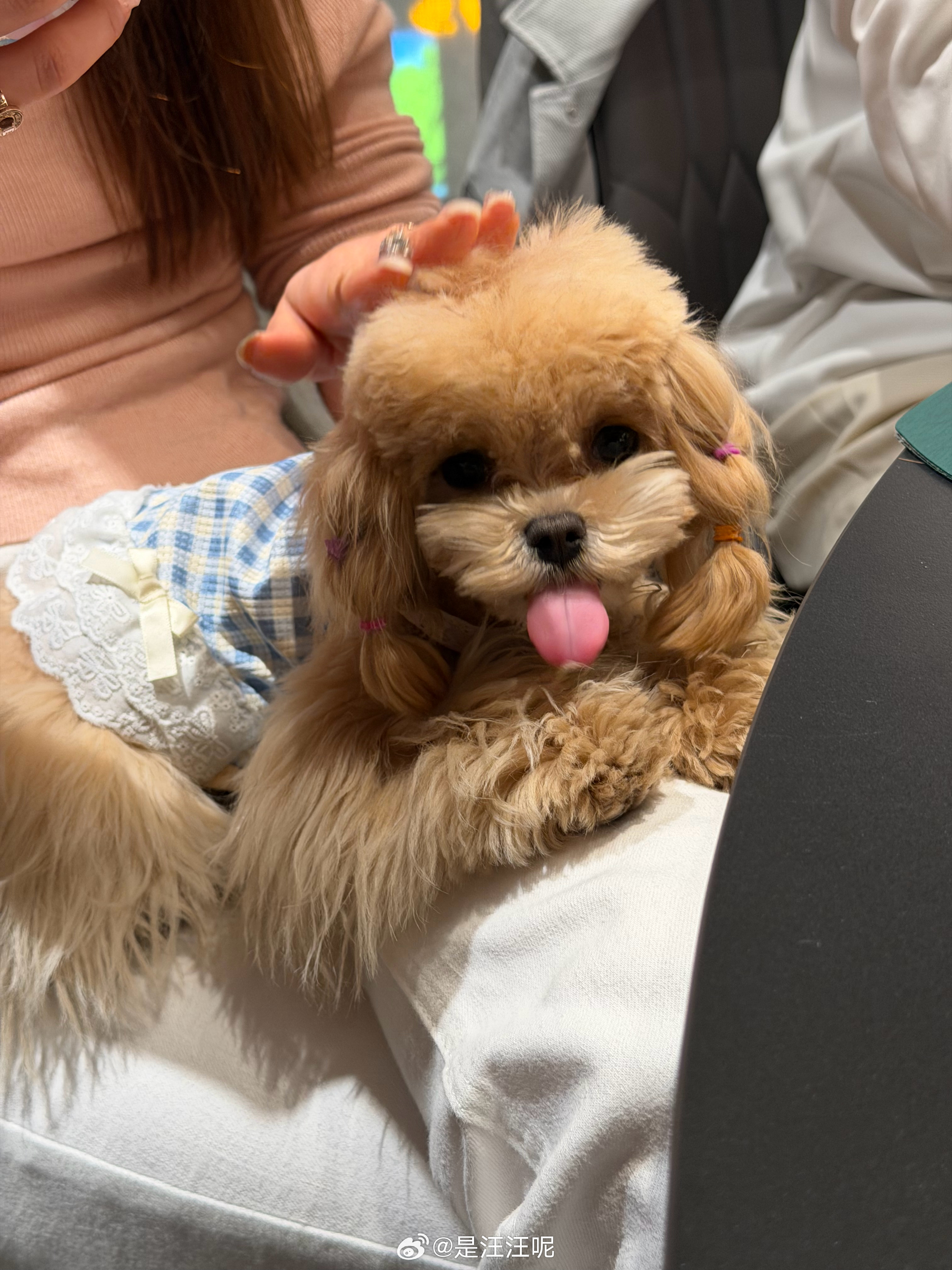 抓住一只吐舌头的小狗！ 