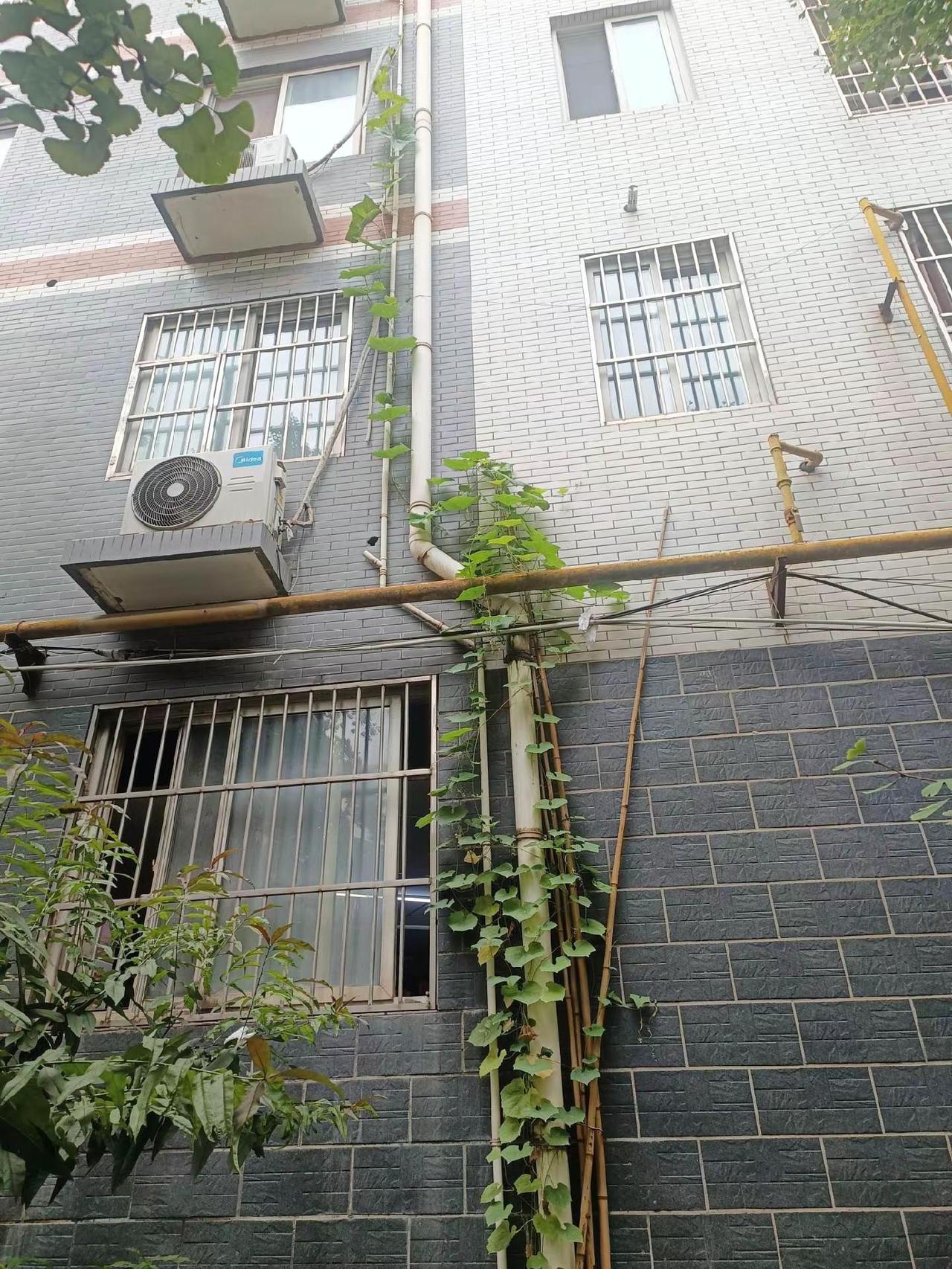 我评论了@Sunflower 的作品：我种的丝瓜都快爬到四楼了，一朵花都没见着，