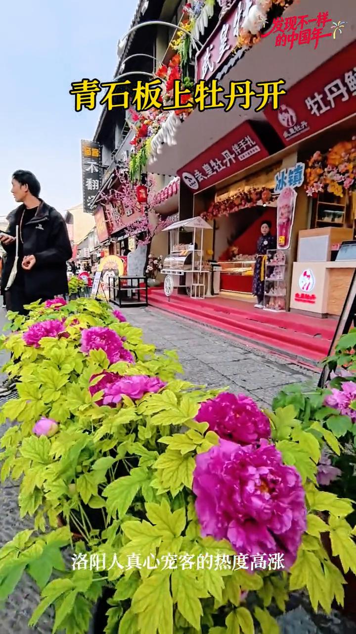 青石板上牡丹开，洛阳人真心宠客的热度高涨。
古韵古韵。