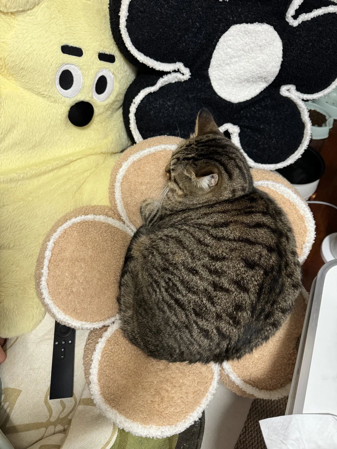 一朵猪咪花🌸