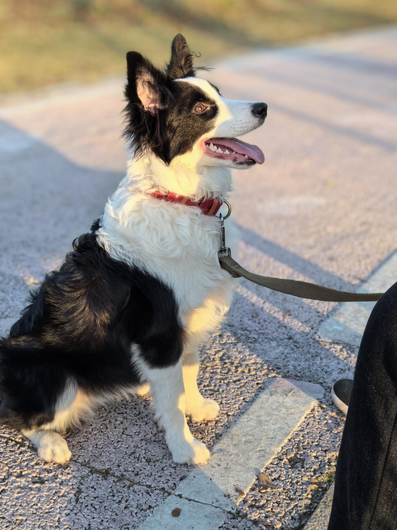 刚用这句歇后语批评伙计，感觉用的挺合适。

电线杆子上绑鸡毛---好大的掸（胆）