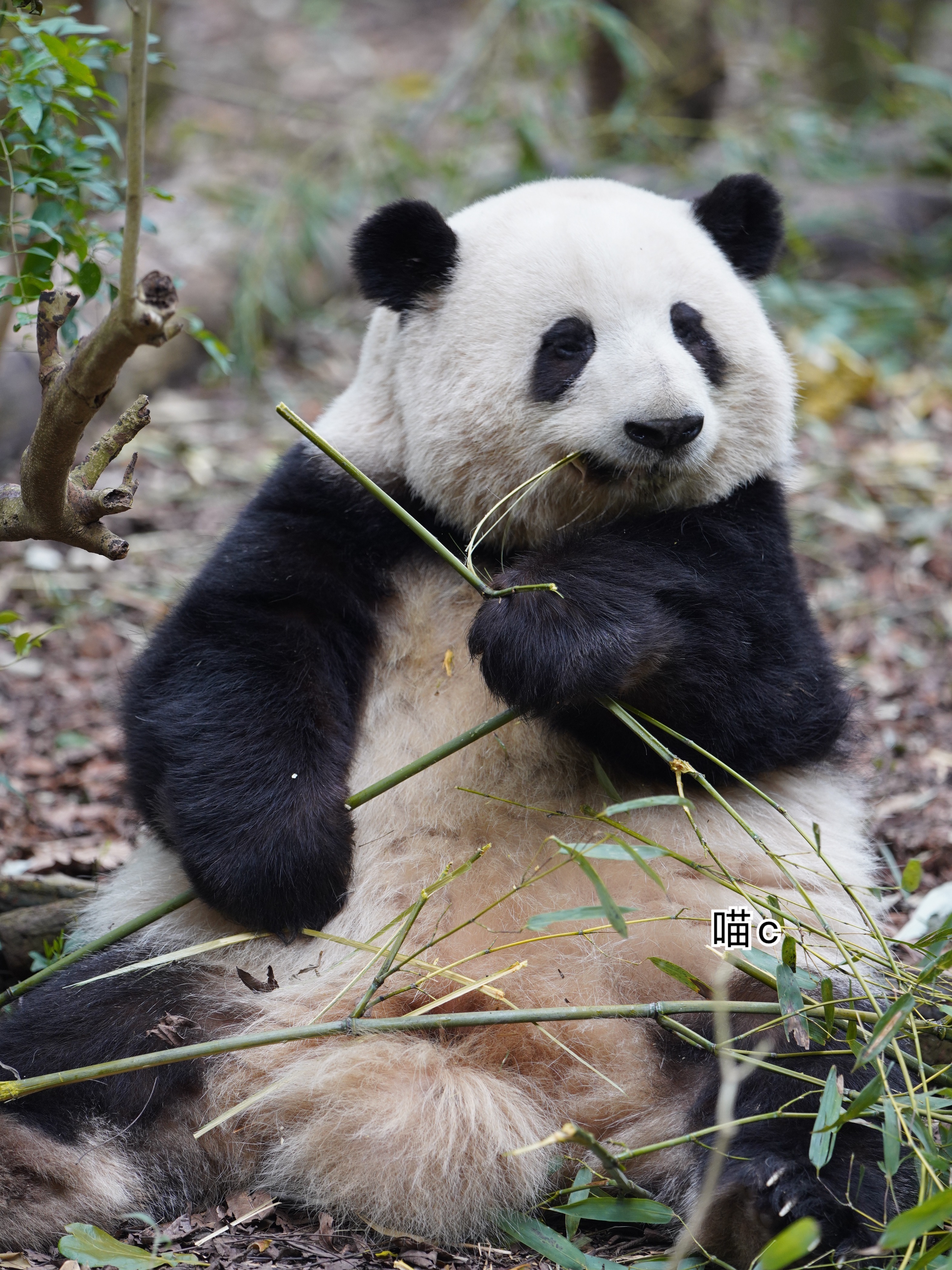 熊猫守护者 🐼森林驿站🌳竹林间的快乐源泉，大熊猫让世间愈发鲜活有趣。以呆萌治