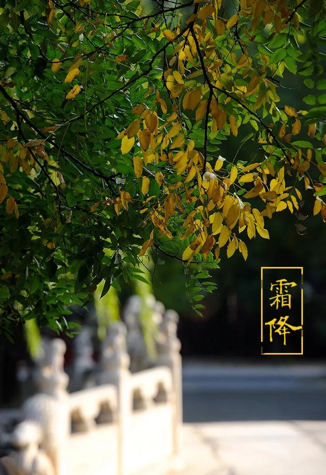 今日霜降，好柿成霜，喜从天降，岁岁年年，愿你安暖！

《月令七十二候集解》中说：