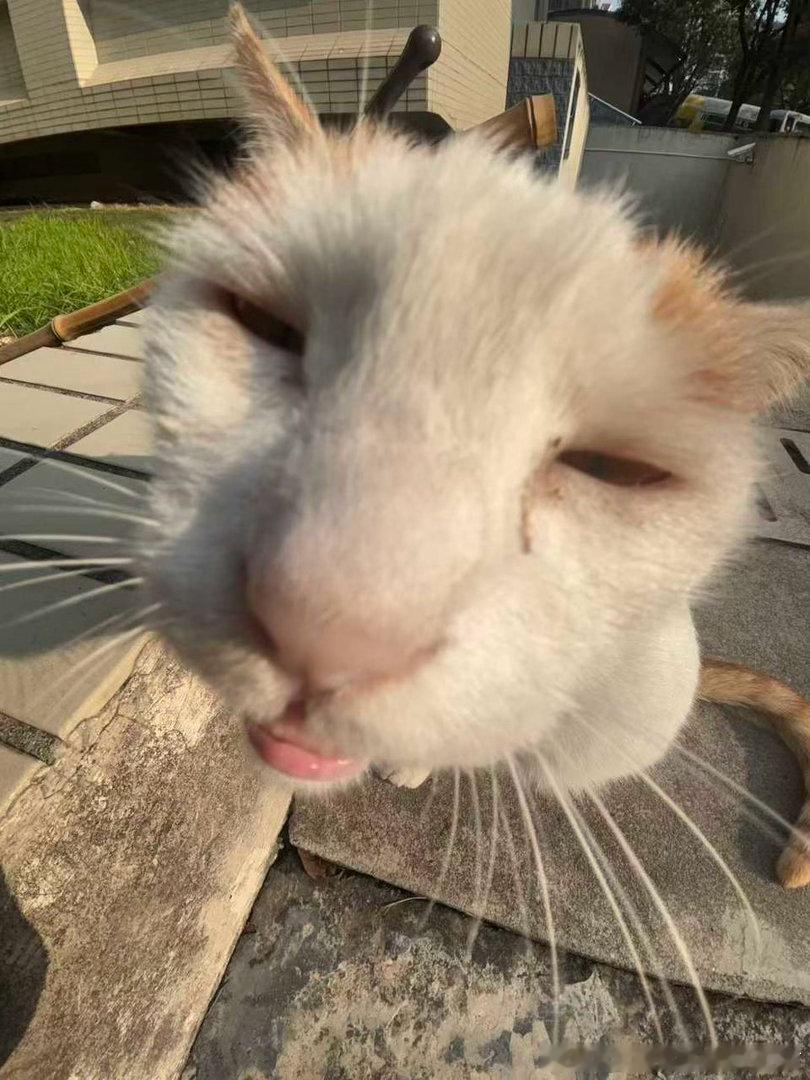 50834【丑猫】凑猫凑到我了 