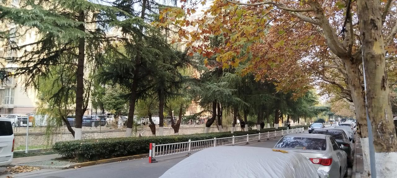 常青树和落叶梧桐树。