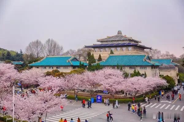 武汉大学的樱花进入盛开期啦！爱赏花的朋友，千万莫错过哟。

从3月11日至12日