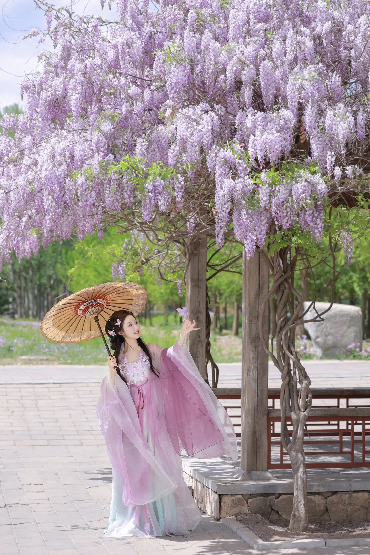 紫藤花开。