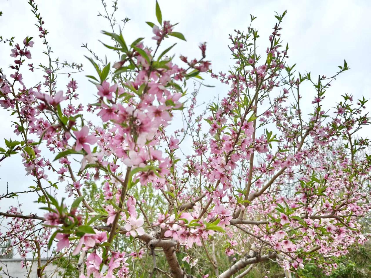 春日生活打卡季粉白漫枝桠，春风正当时，所有美好都在发芽🌱