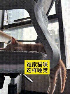 哎呀妈呀咱就说谁家小猫咪睡觉这么奇葩呀
卡在办公椅缝里头呼呼大睡，半截身子窝在椅