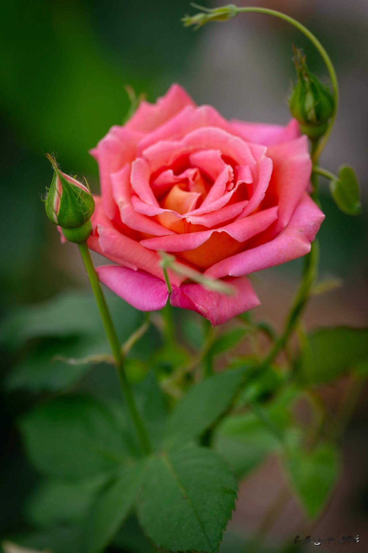 【月季花】#多彩的月季花# #原创摄影#