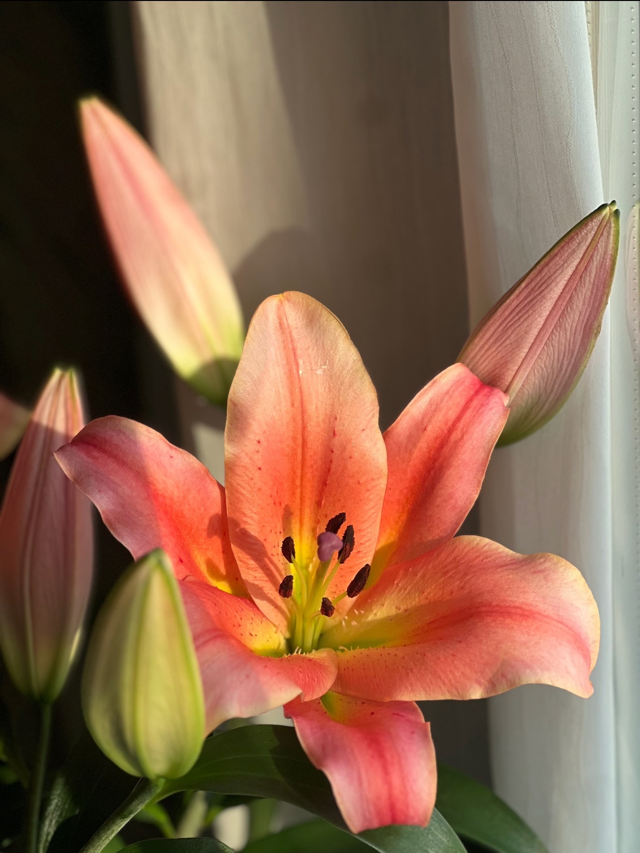 琐事清零 ，笑容置顶，日子才够轻快呀！早安