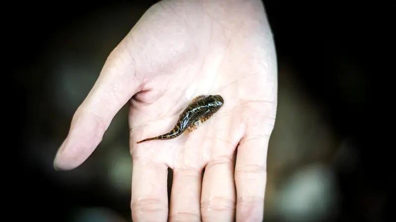 连吃货都认怂？这俩“生态杀手”千万别碰！

都说咱们中国的吃货天下无敌？小龙虾、