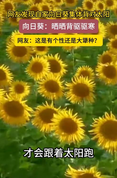 真是百思不得其解！山东，男子在院子种了一批向日葵，结果发现他们一身“反骨”，不仅