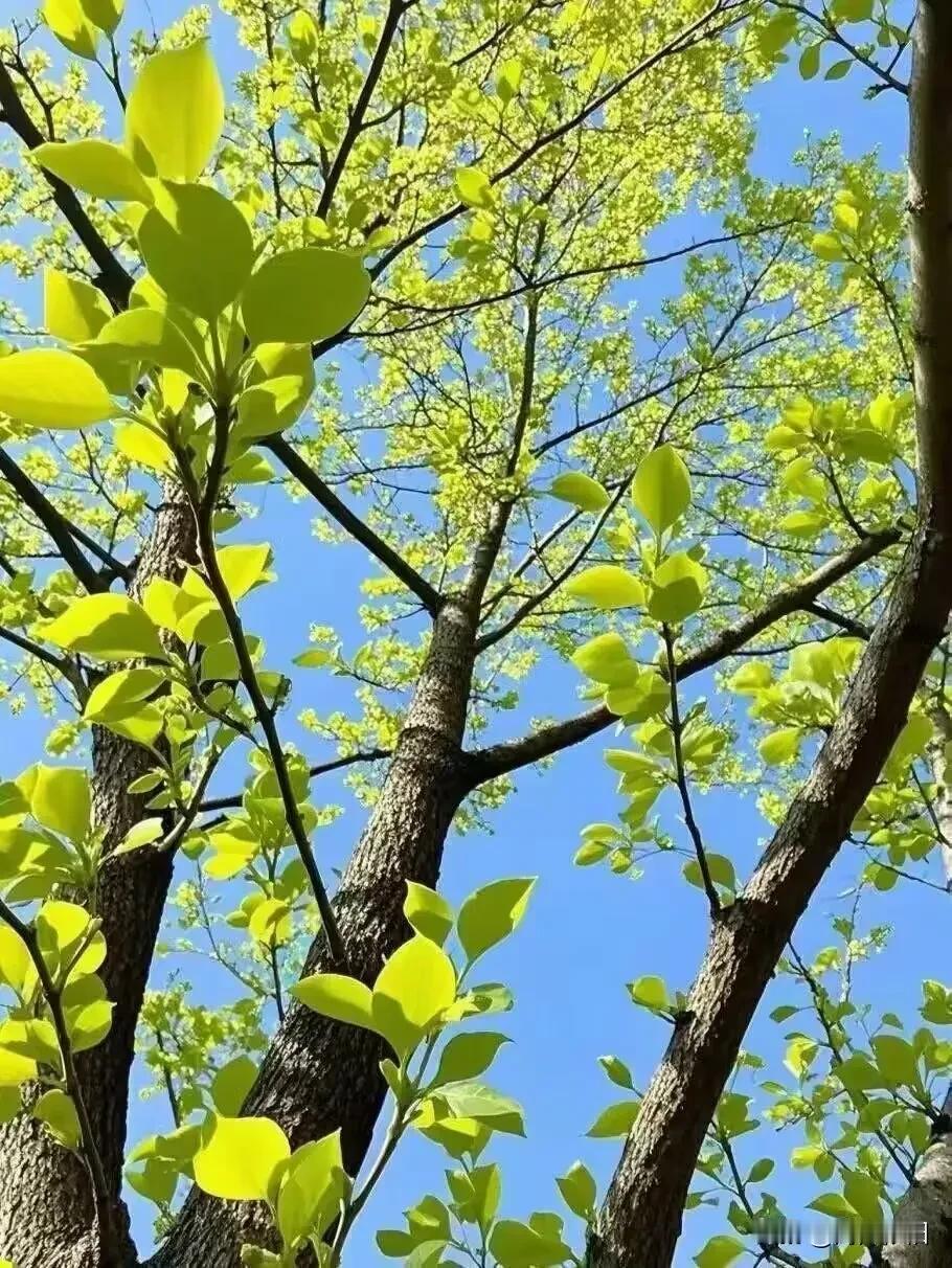 《七绝·悟世》

直干凌云可作梁，
曲枝凝韵自成章。
浮生百态皆天意，
万境殊途