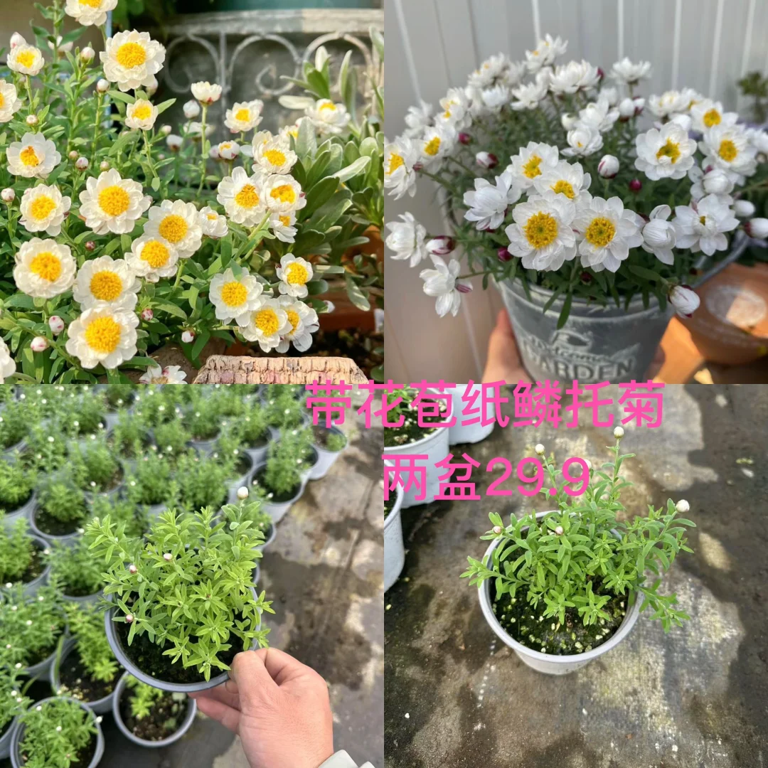 🔥成品带花苞·纸鳞托菊