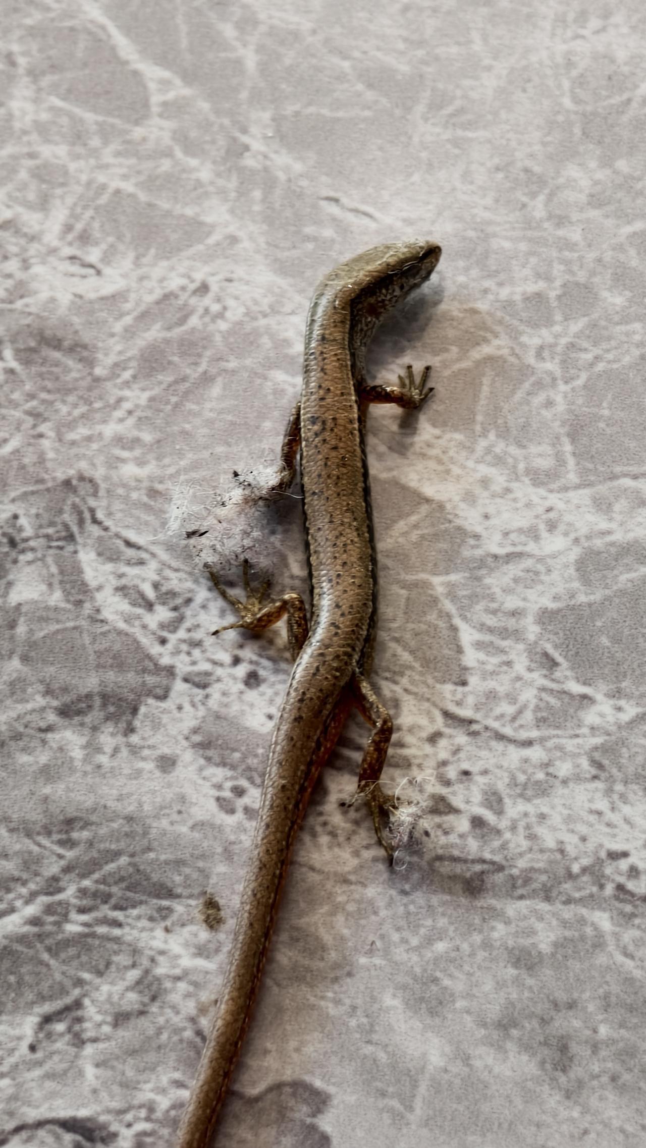 你能晒一张小动物的照片吗这是去年冬天在海南琼海拍的小动物照片。其中，比乒乓球还大