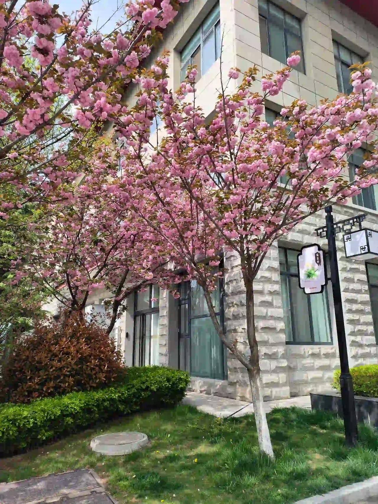 春日治愈瞬间
 
春风一吹，心里的那些褶皱都被慢慢熨平了。
 
走在新区植物园的