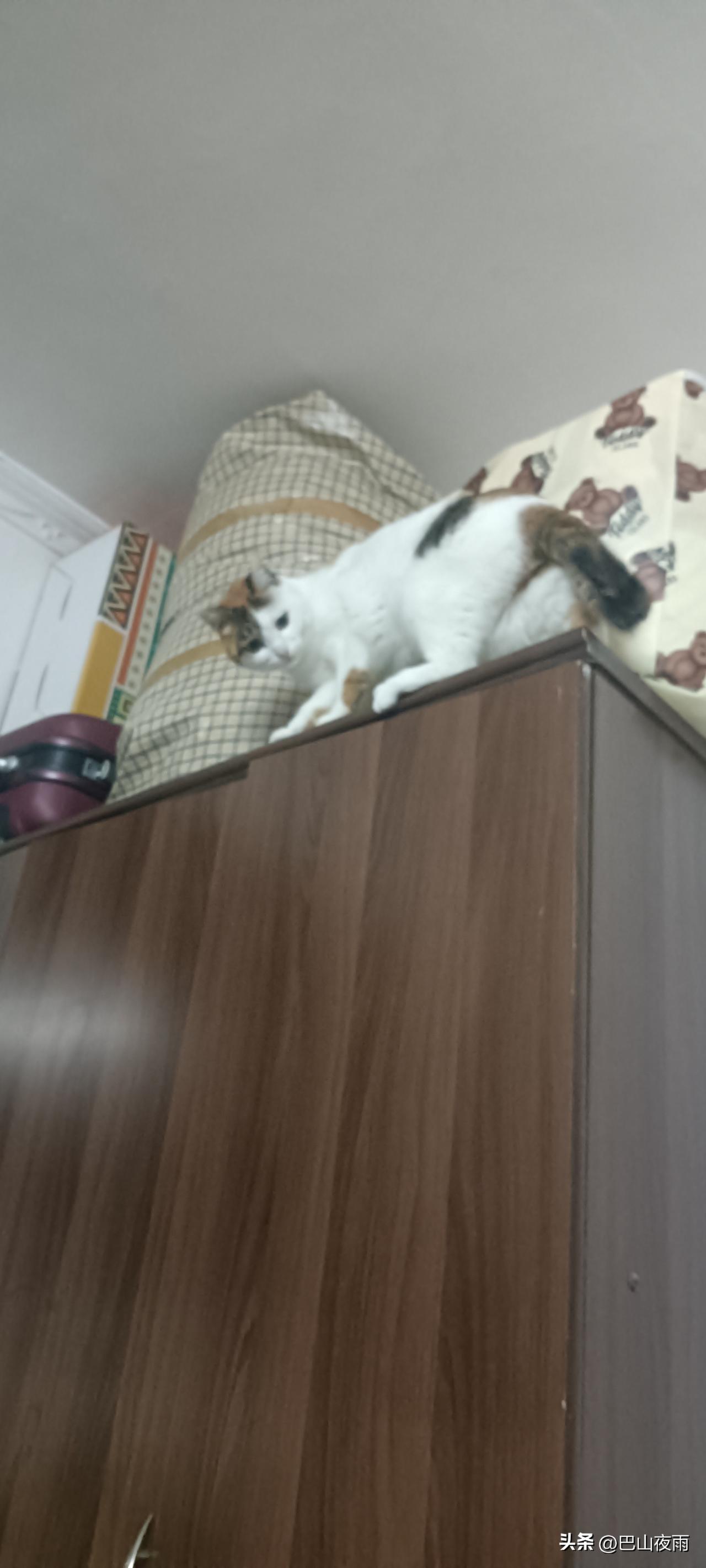 谁懂啊！
绝育一年的逆子还在我床上喷尿😭
 
家人们谁懂啊！我家这只公猫绝育都