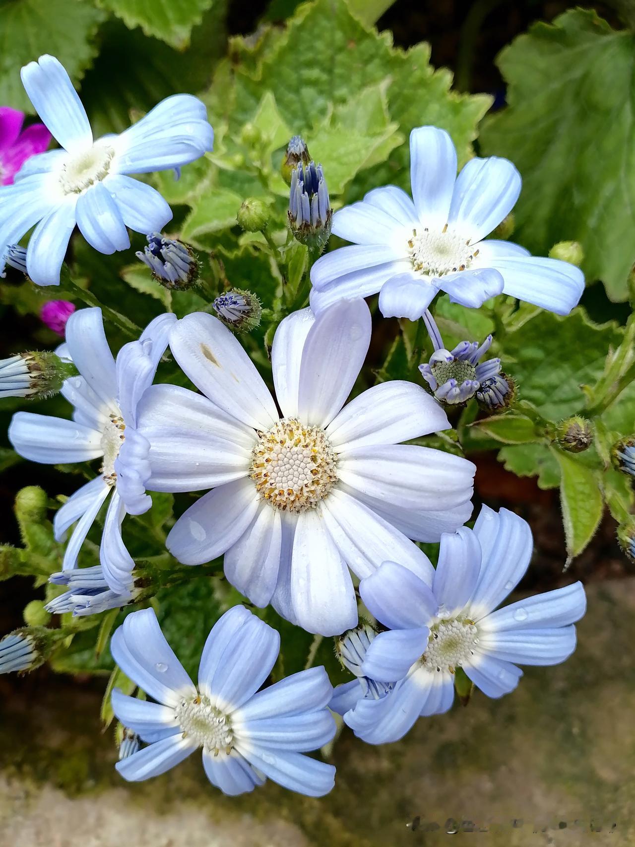 随手一拍分享最美的花