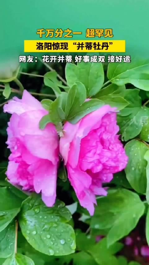 并蒂牡丹开，好运自然来

近日，洛阳中国国花园里传来一桩奇闻：一株并蒂牡丹惊艳绽