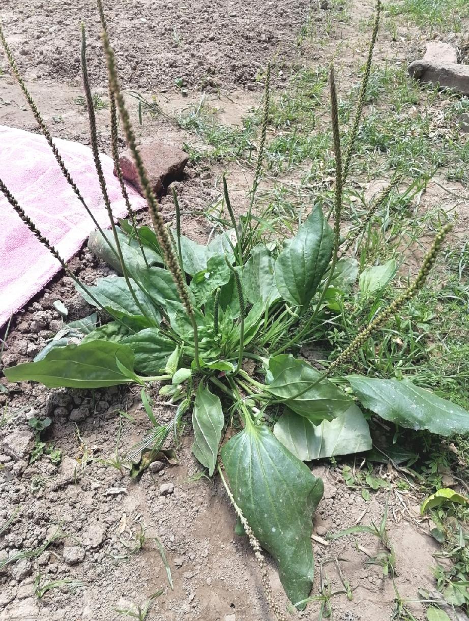 车前草    