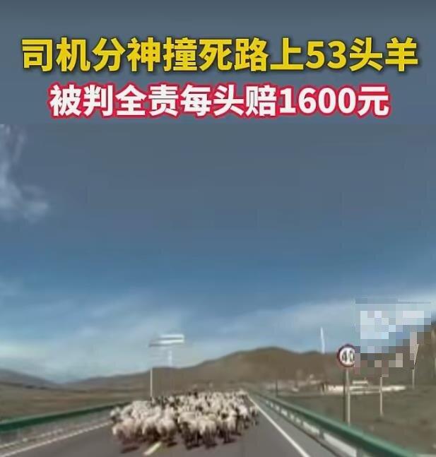 这样的判决有失公允！
甘肃男子驾车撞上羊群致53只羊死伤，交警判定其承担事故全责