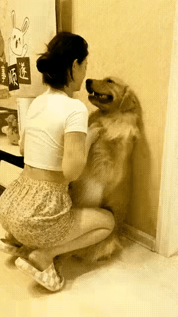 狗狗：你不要过来呀，在这样我就喊非礼了！
 
一女子把自己养的小金毛逼到角落里，