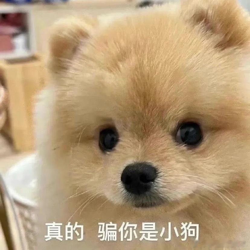 短哥回来了✔️“衣服早上穿了吗”🐼“穿了”✔️“让你拍照 拍哪了”🐼“忘了…