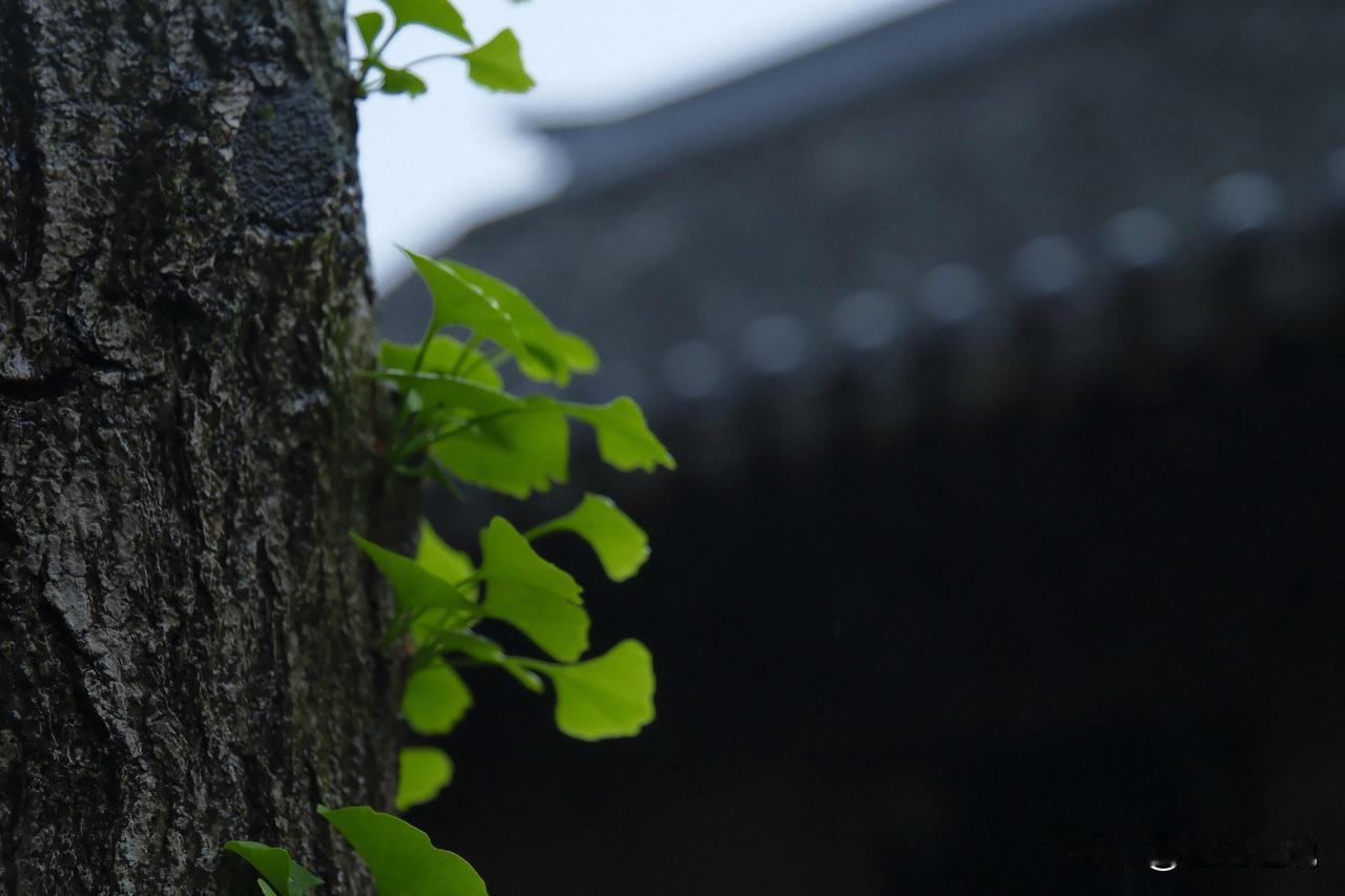 【成年人的"十级释怀"，你修炼到了第几级?】
一级释怀：不再发朋友圈诉苦。
二级