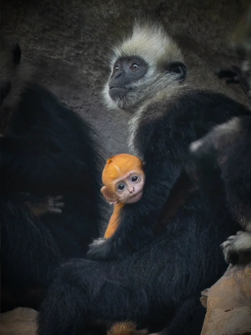 小猴宝祝你节日快乐🎈