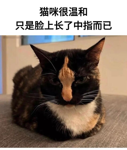 关于小猫的梗图🦴