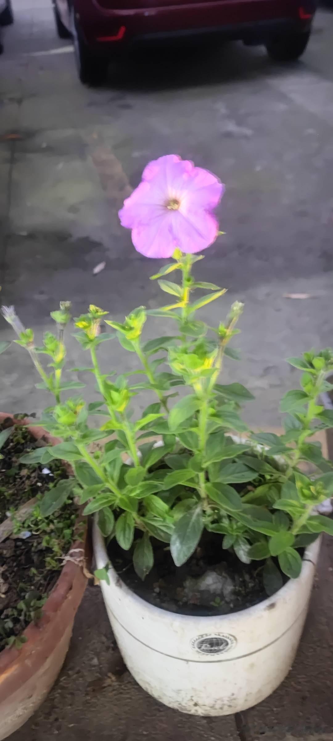 今天儿子说我，“妈，要你的嘴干啥呢？你咋不怼回去啊？”

是啊，我怎么当场不怼回