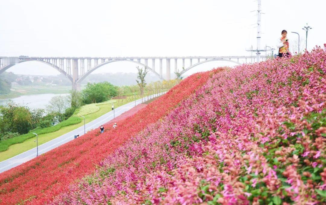 【沿江企业搬走后 岷江花海的名字逐渐传开】晚饭后得了闲，家住附近的55岁居民朱亚