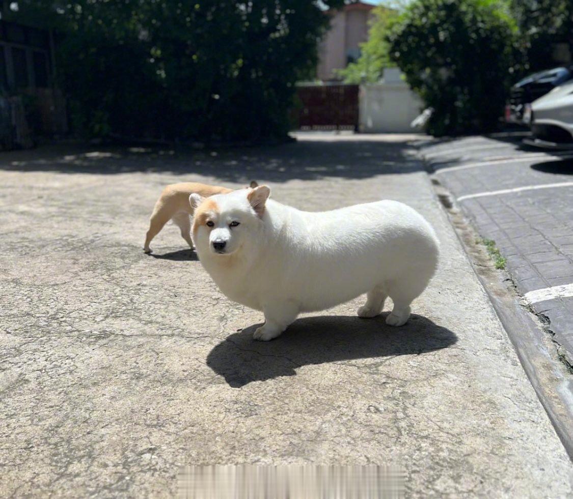 泰国网友家的柯基羊……🐶🐏🐷 ​​​